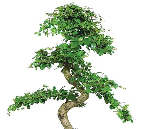 Bonsai Fukien Tea