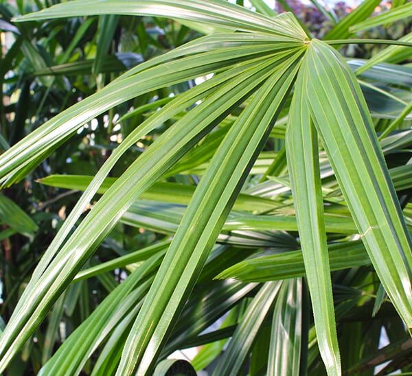 Rhapis Palm