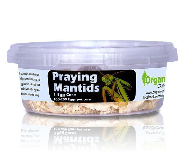 Organic Control Inc Praying Mantis