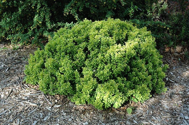 golden nugget Japanese barberry