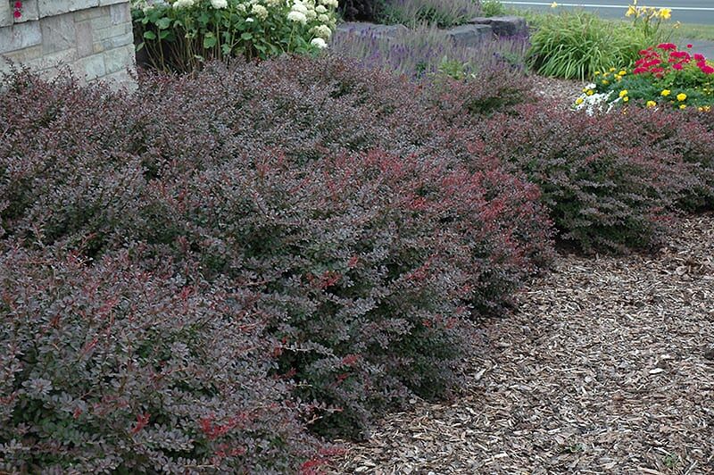 crimson pygmy Japanese barberry