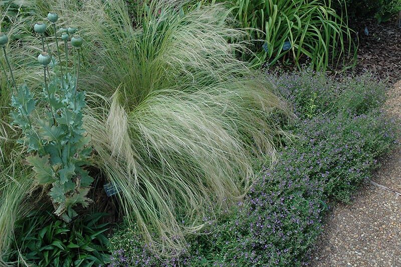 Mexican Feather Grass