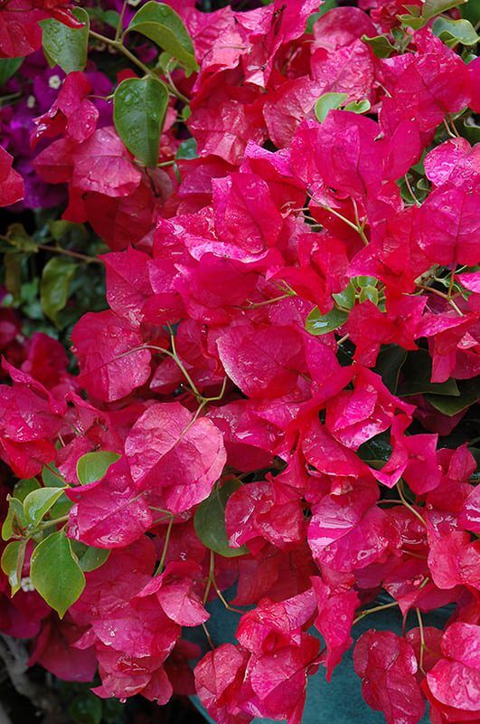 Oo-La-La Bougainvillea