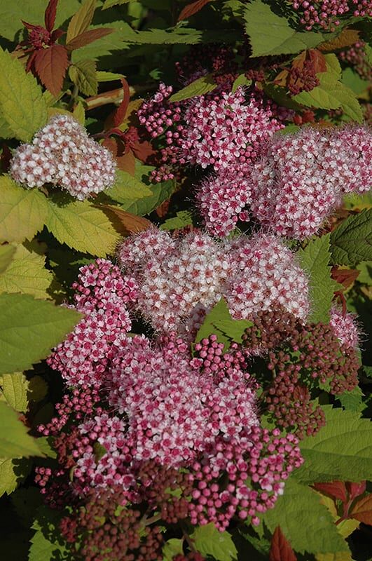 double play Big Bang spirea