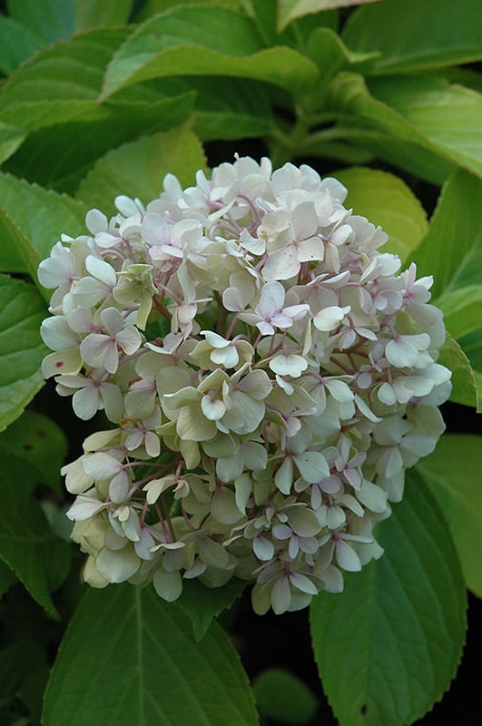 Big Daddy Hydrangea