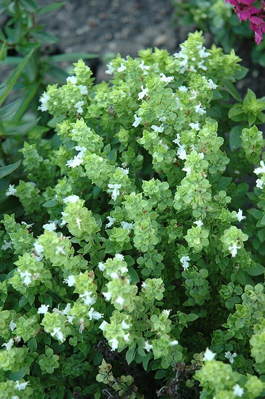 Boxwood Basil