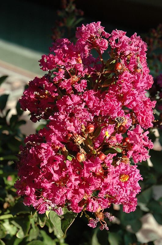 Coral Magic Crapemyrtle