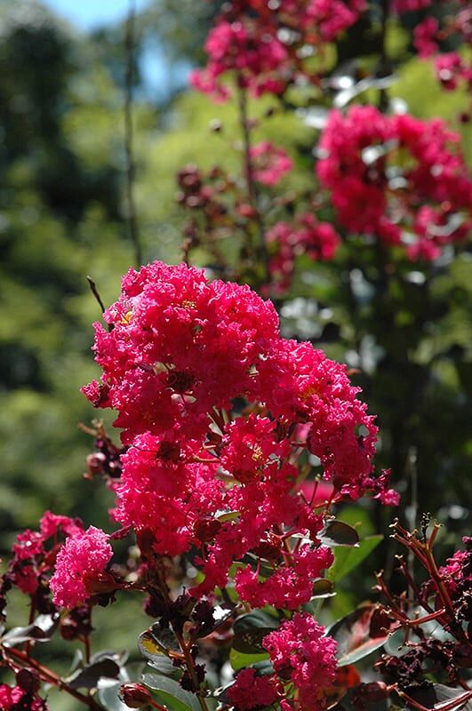 pink velour crapemyrtle