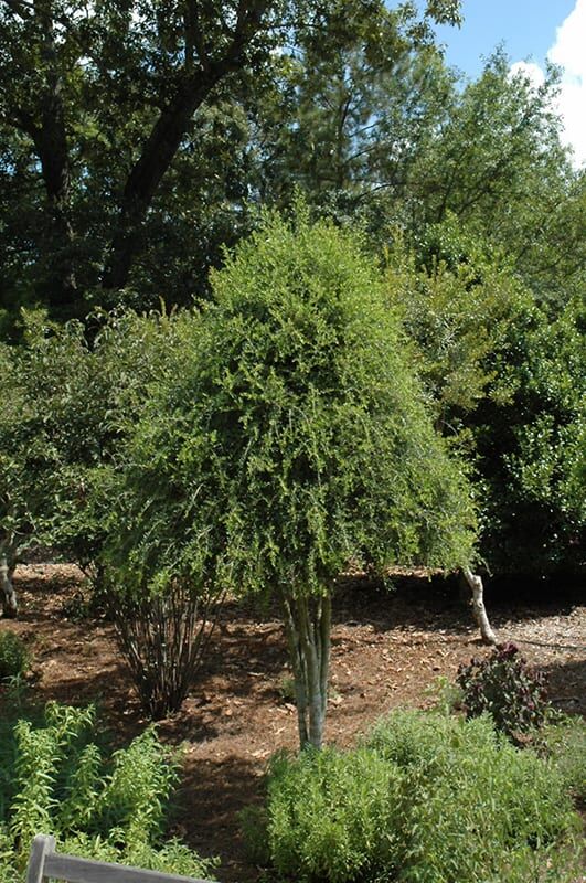 Weeping Yaupon Holly