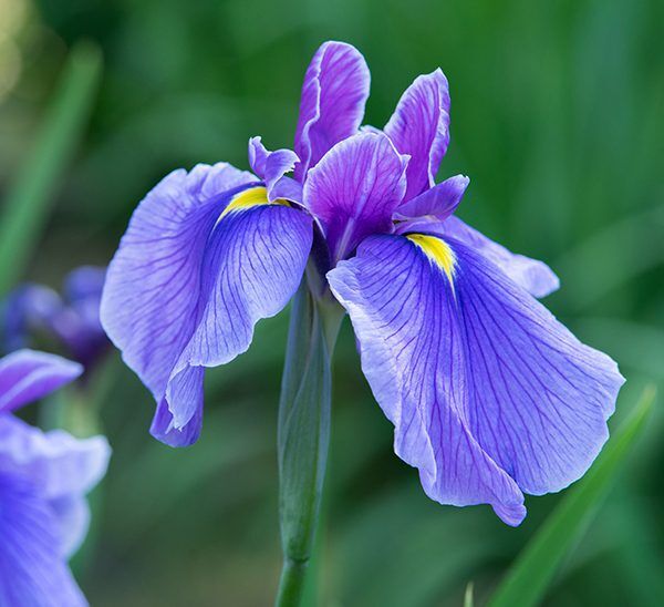 Iris