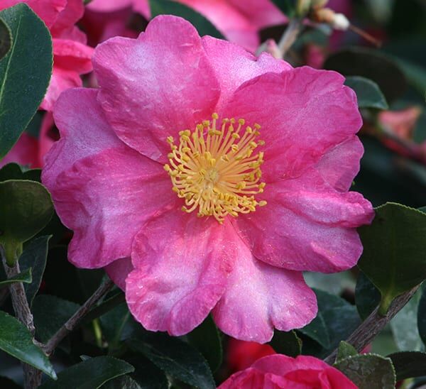 Shishi Gashira Camellia