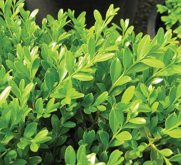 green borders boxwood