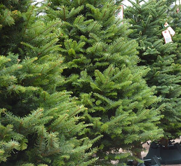 noble fir christmas tree