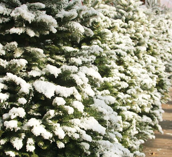 tipped noble fir christmas tree