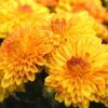 Chrysanthemum Photo 1