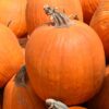 Jack O'Lantern Pumpkin Photo 1