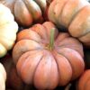Fairytale Pumpkin Photo 1