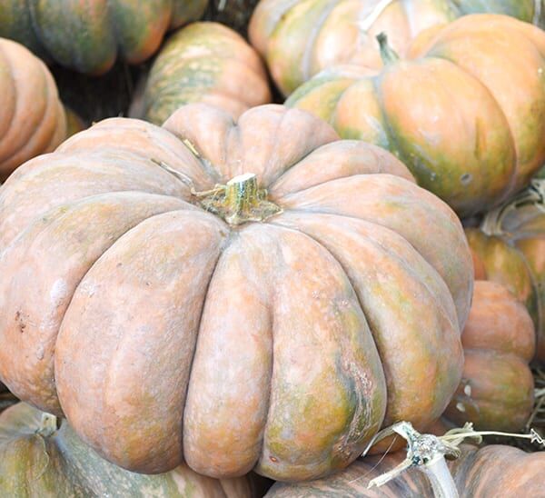 Fairytale Pumpkin