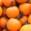 Pie Pumpkin Photo 1