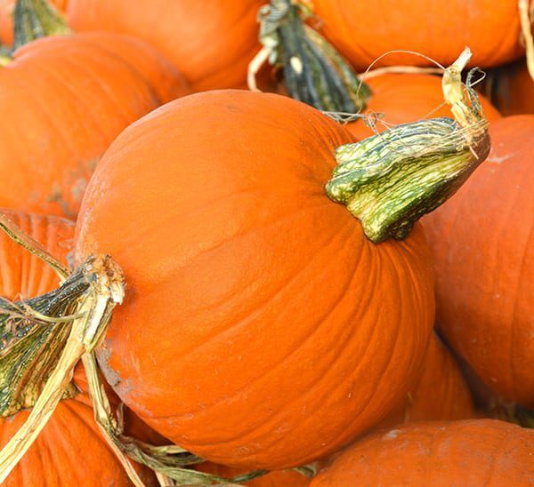 Pie Pumpkin