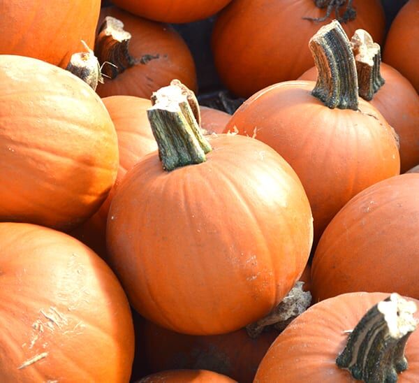 Pie Pumpkin