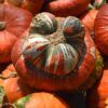 Turban Squash Photo 1