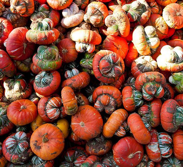 Turban Squash