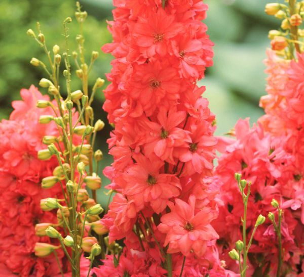 Red Lark Delphinium Photo 1