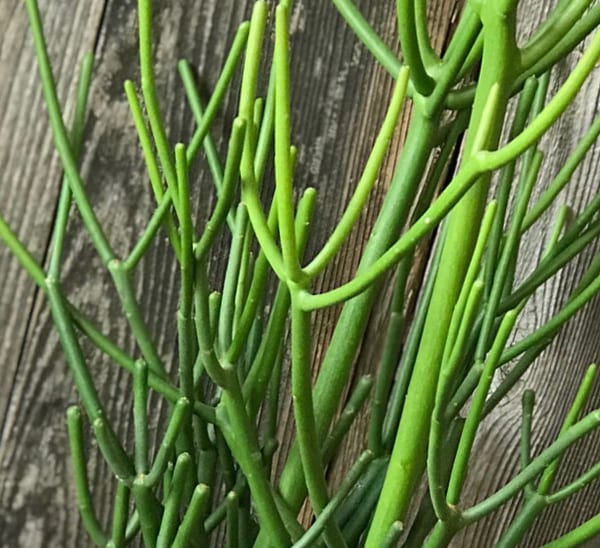 Pencil Cactus Photo 1