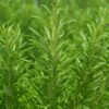 Rosemary Photo 1