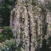 Snow Fountains Yoshino Cherry Photo 1