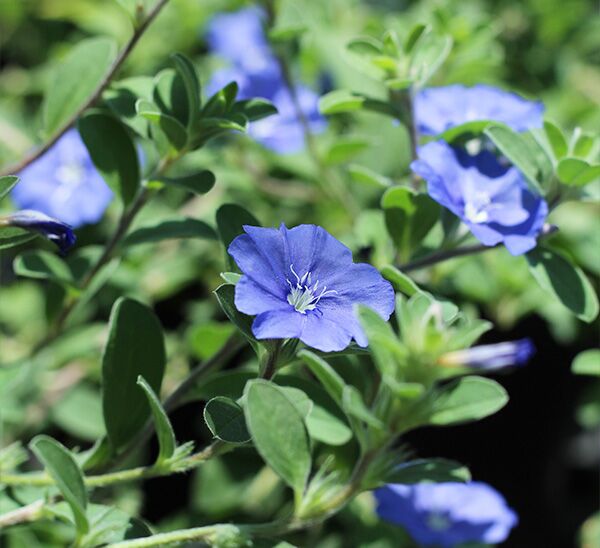 Blue Daze Photo 1