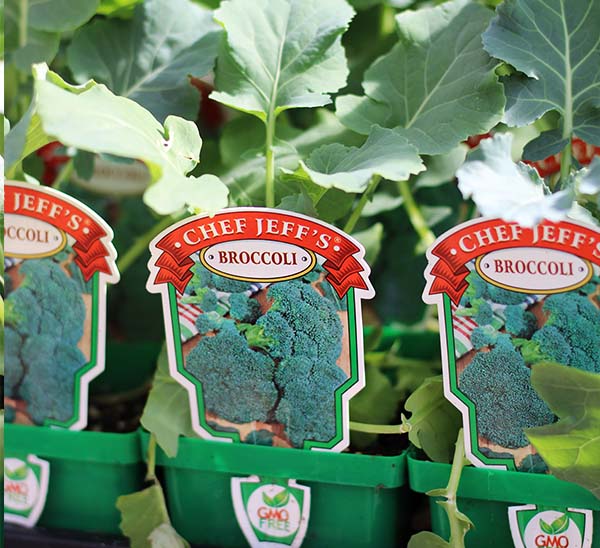 Broccoli