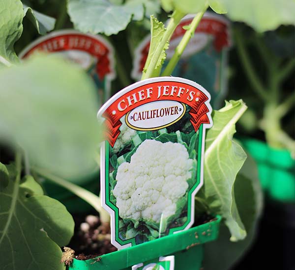 Cauliflower