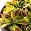 Carnivorous Bog Garden Photo 1