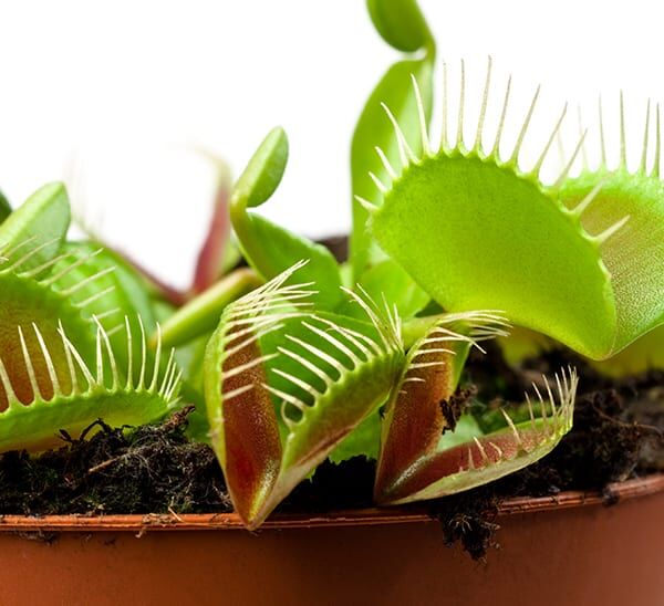Carnivorous Bog Garden Box