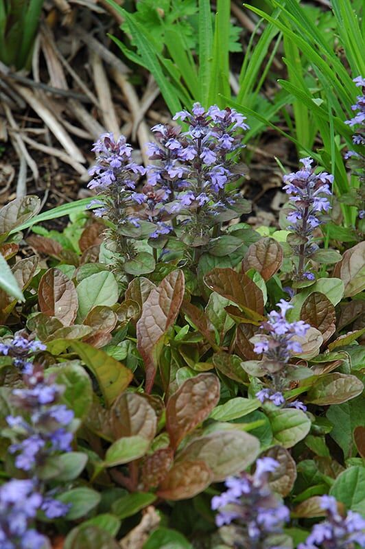 Caitlins giant bugleweed