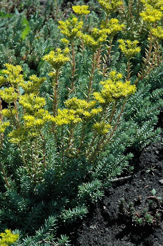 blue spruce stonecrop