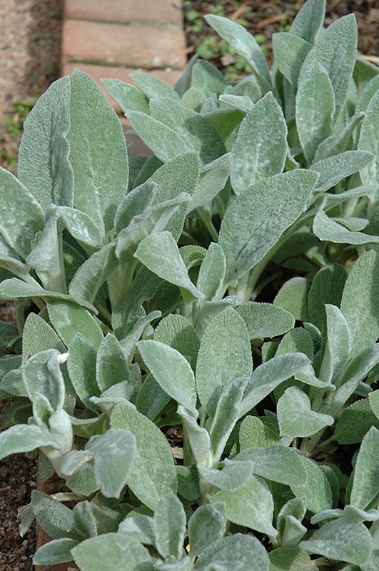 helene von stein lambs ears