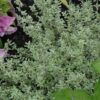 Silver Lemon Thyme Photo 1