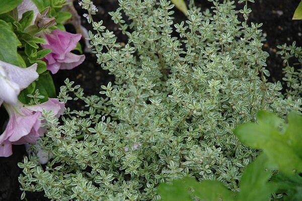 silver lemon thyme