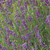 Hidcote Lavender Photo 1
