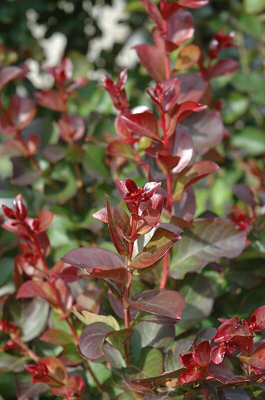 dynamite crapemyrtle