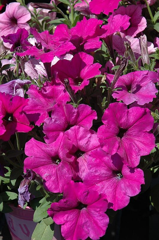 easy wave plum pudding mix petunia