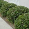 Calisto Indian Hawthorn Photo 1