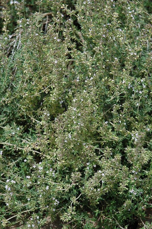 silver lemon thyme