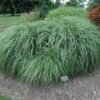 Adagio Maiden Grass Photo 1