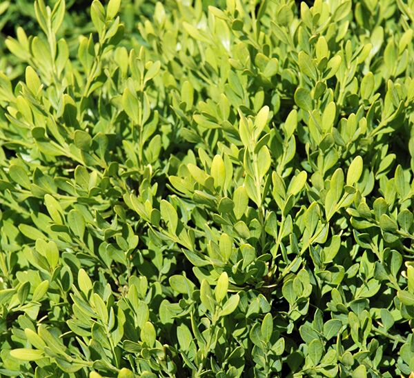 Faulkner Boxwood Close Up