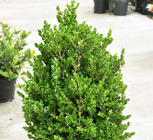 Single Faulkner Boxwood