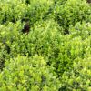 Faulkner Boxwood Photo 1
